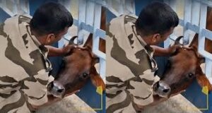গেট থেকে বেরোচ্ছিল না সিং ও মাথা! দেখুন কীভাবে এক অবলা প্রাণীর রক্ষাকর্তা হলেন সিআইএসএফ জওয়ান