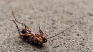 বর্ষায় কি বাড়িতে আরশোলার উপদ্রব বেড়েছে? কর্পূর আর লবঙ্গের এই টোটকা ট্রাই করেছেন কি?