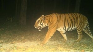 বাঘের দেখা মিলল, কিন্তু ধরে রাখা গেল না! বক্সায় ছাড়া বাঘিনী এবার অসমে, ফিরিয়ে আনতে কি ব্যবস্থা?