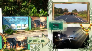 জঙ্গল বাঁচাতে ঐতিহাসিক সিদ্ধান্ত! ৩১ কিমি চওড়া রাস্তায় তৈরি হচ্ছে ৫টি বিশাল আন্ডারপাস!
